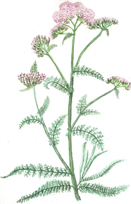 schafgarbe